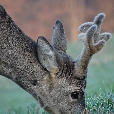 Vendégház Bed&more Pogányvár
